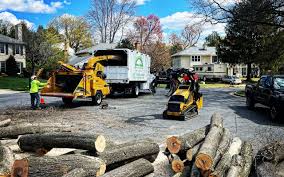 Trusted Baraboo, WI Tree Care Experts