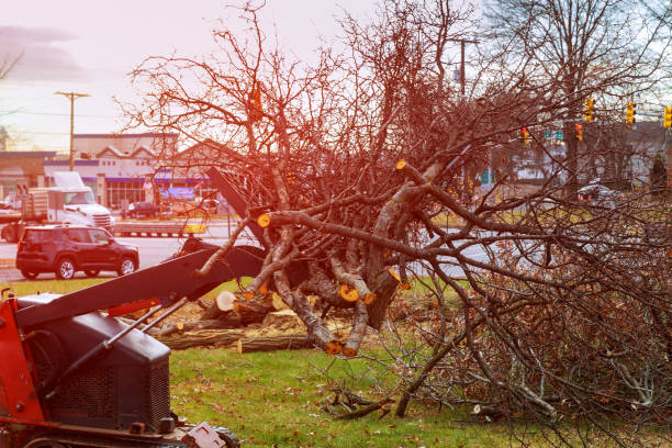 How Our Tree Care Process Works  in  Baraboo, WI